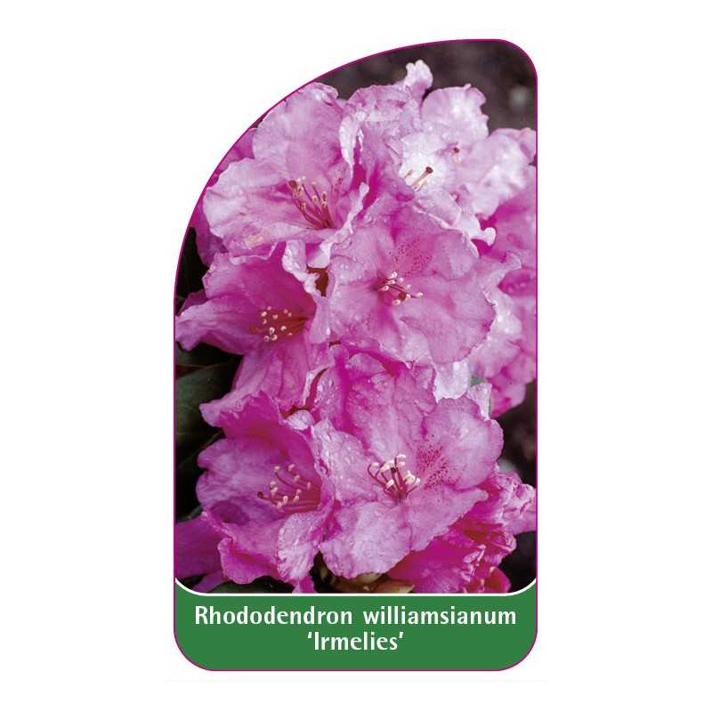 rhododendron-williamsianum-irmelies-1