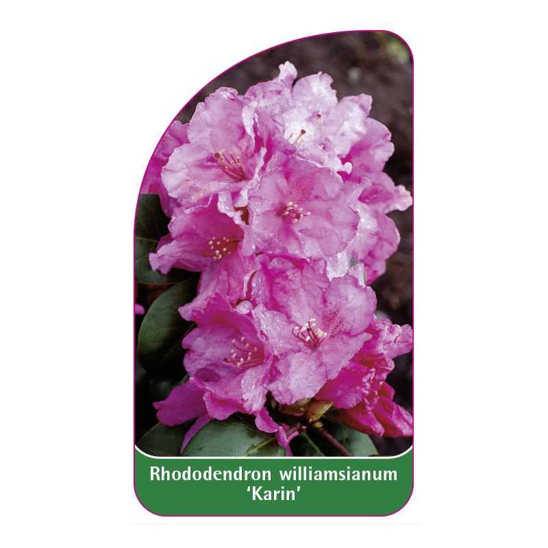 rhododendron-williamsianum-karin-1