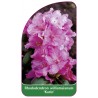 rhododendron-williamsianum-karin-1