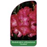 rhododendron-williamsianum-lissabon-1