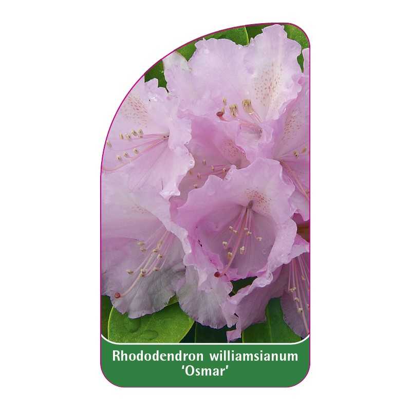 rhododendron-williamsianum-osmar-1