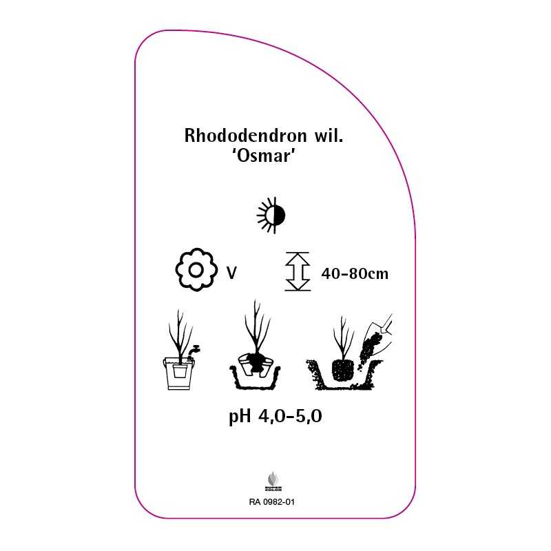 rhododendron-williamsianum-osmar-0