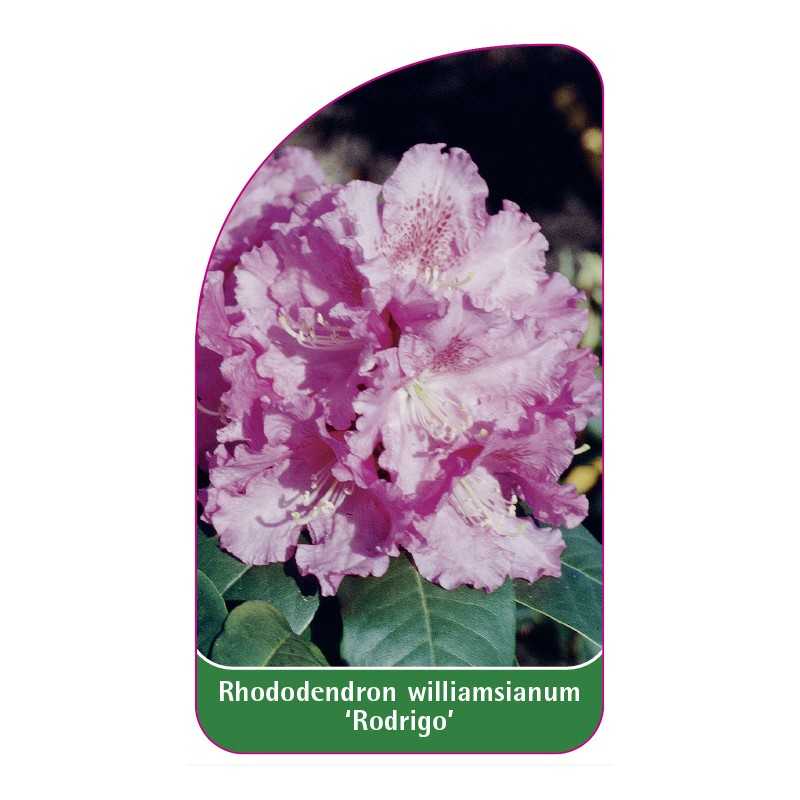 rhododendron-williamsianum-rodrigo-1