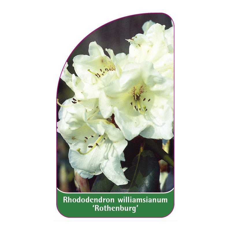 rhododendron-williamsianum-rothenburg-1