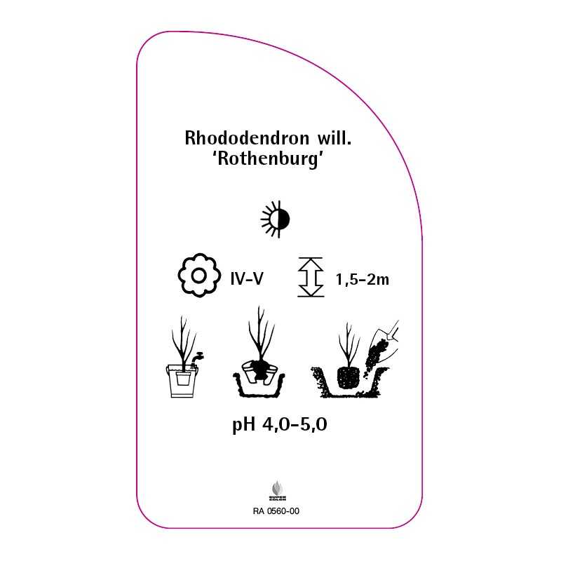 rhododendron-williamsianum-rothenburg-0