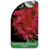 rhododendron-williamsianum-tromba-1