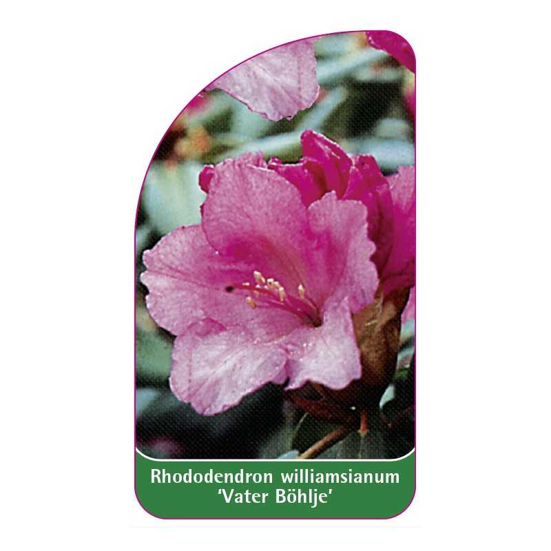 rhododendron-williamsianum-vater-bohlje-1