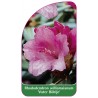 rhododendron-williamsianum-vater-bohlje-1