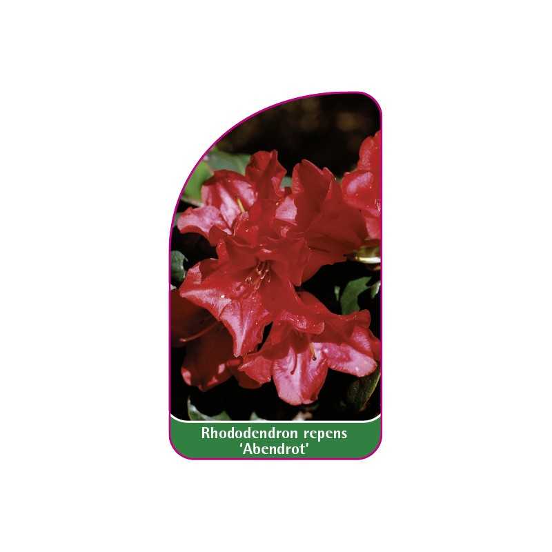 rhododendron-repens-abendrot-mini1