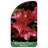 rhododendron-repens-abendrot-mini1