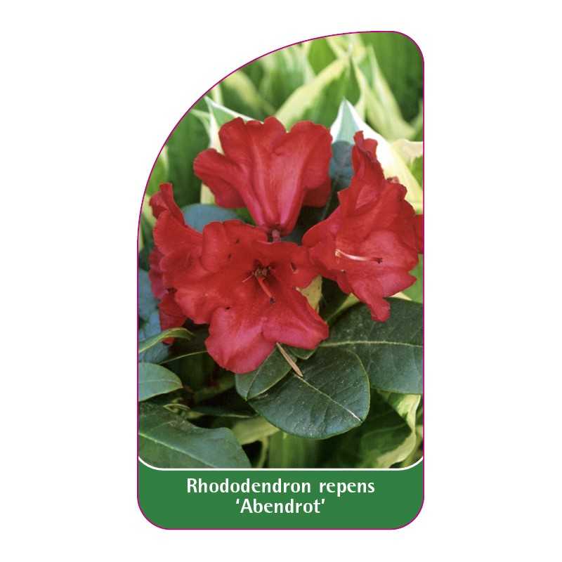 rhododendron-repens-abendrot-standard1