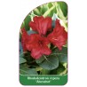 rhododendron-repens-abendrot-standard1