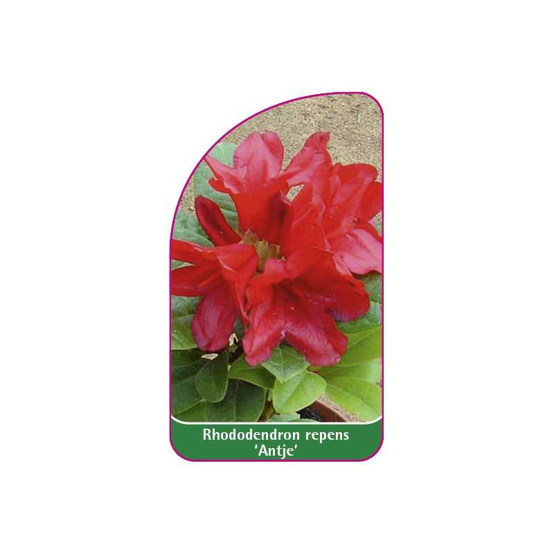 rhododendron-repens-antje-b1