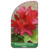 rhododendron-repens-antje-b1