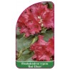 rhododendron-repens-bad-elisen-1