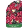rhododendron-repens-baden-baden-standard1