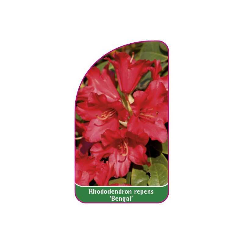 rhododendron-repens-bengal-mini-a1