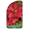 rhododendron-repens-bengal-mini-a1
