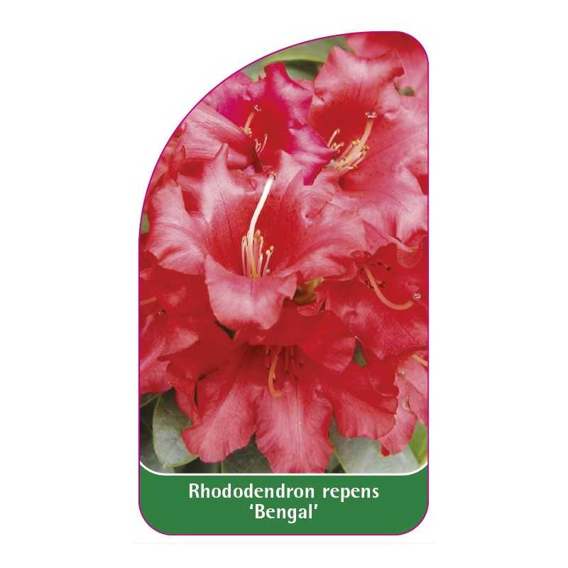rhododendron-repens-bengal-standard1