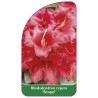 rhododendron-repens-bengal-standard1