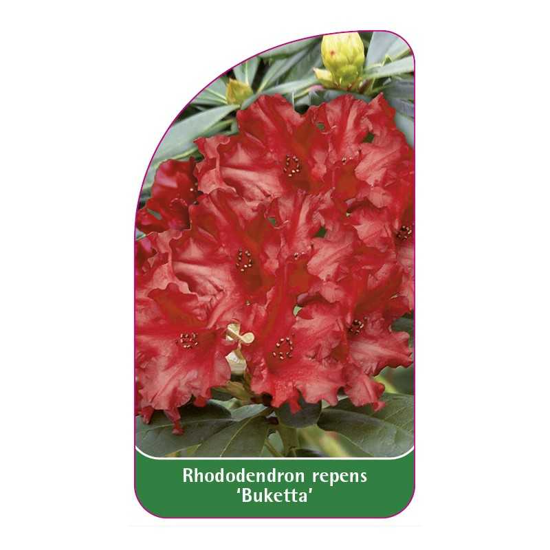 rhododendron-repens-buketta-1