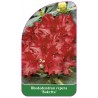 rhododendron-repens-buketta-1