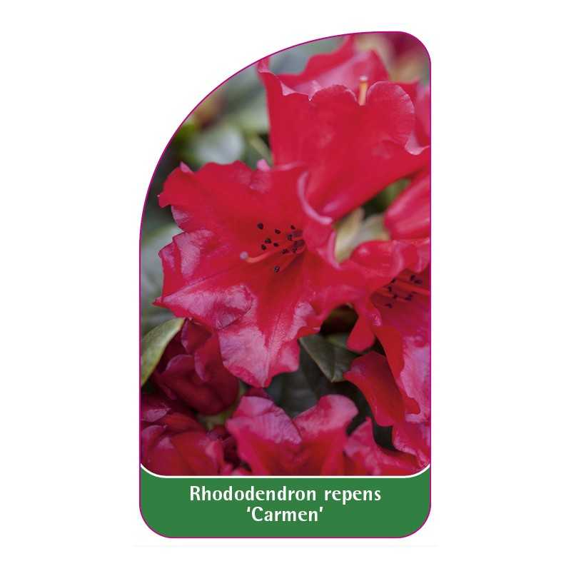 rhododendron-repens-carmen-1