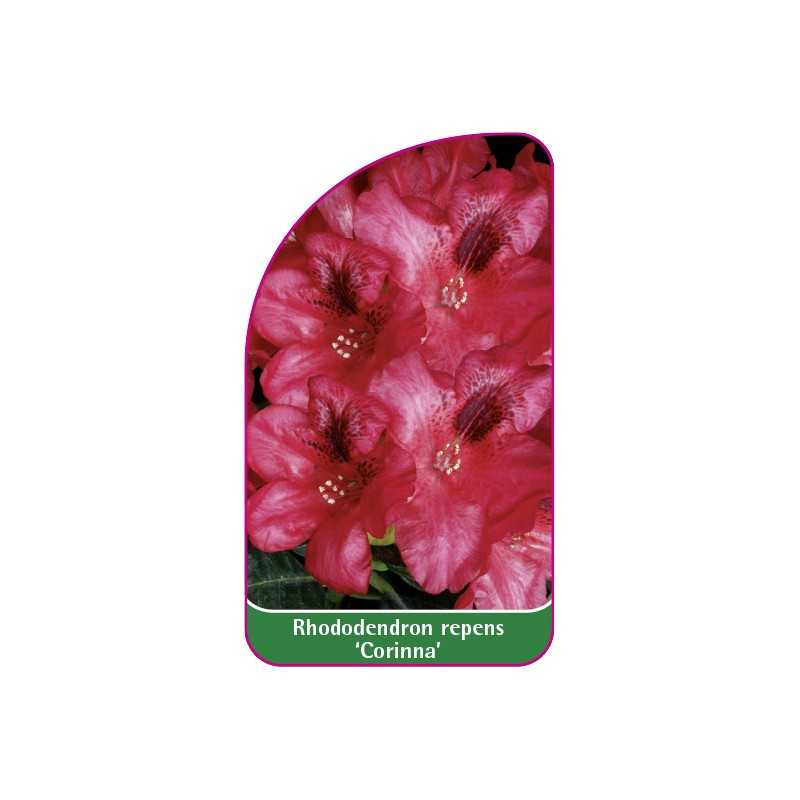 rhododendron-repens-corinna-1