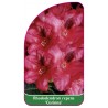rhododendron-repens-corinna-1