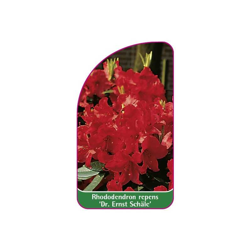 rhododendron-repens-dr-ernst-schale-1