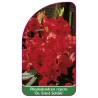 rhododendron-repens-dr-ernst-schale-1