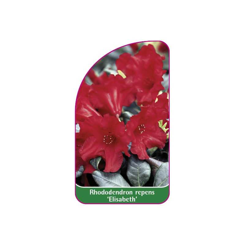 rhododendron-repens-elisabeth-1