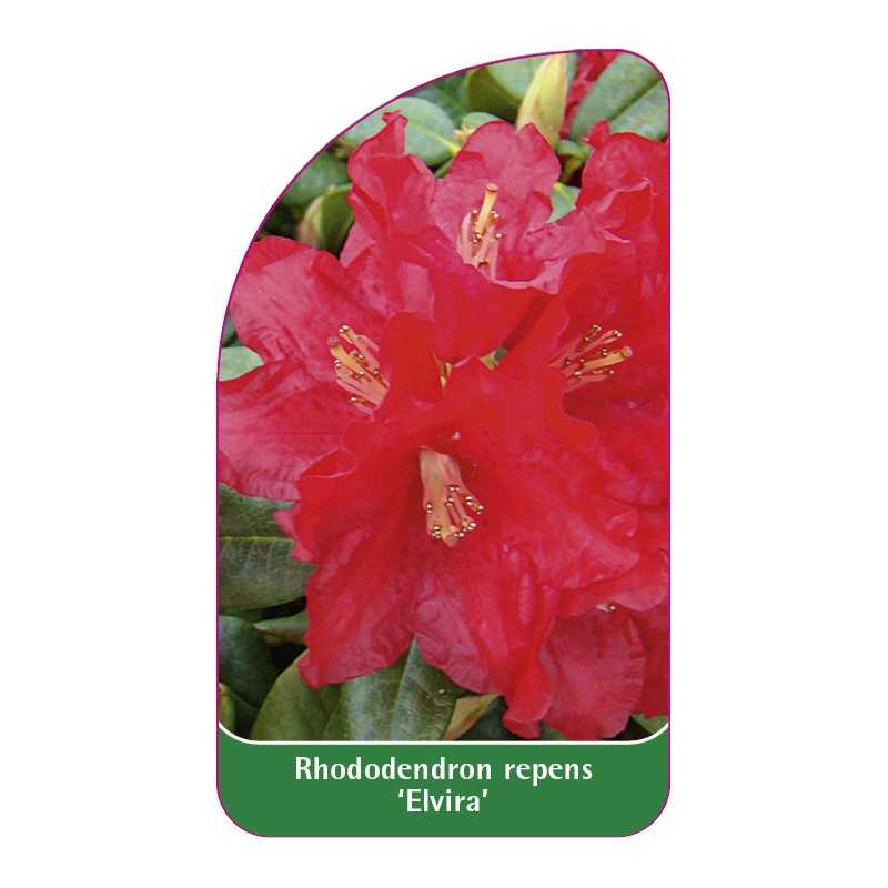 rhododendron-repens-elvira-1