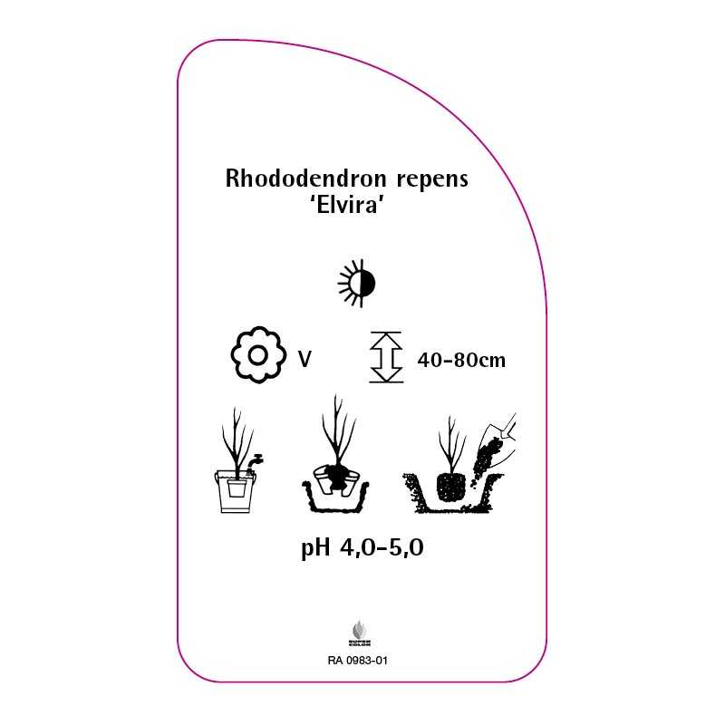 rhododendron-repens-elvira-0