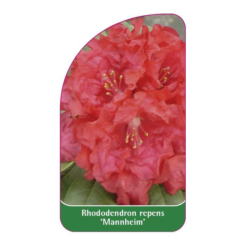 rhododendron-repens-mannheim-1