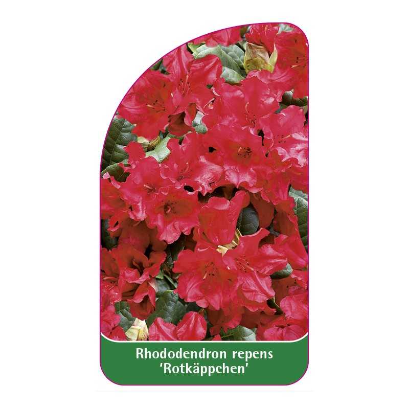 rhododendron-repens-rotkappchen-standard1