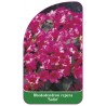 rhododendron-repens-satin-1