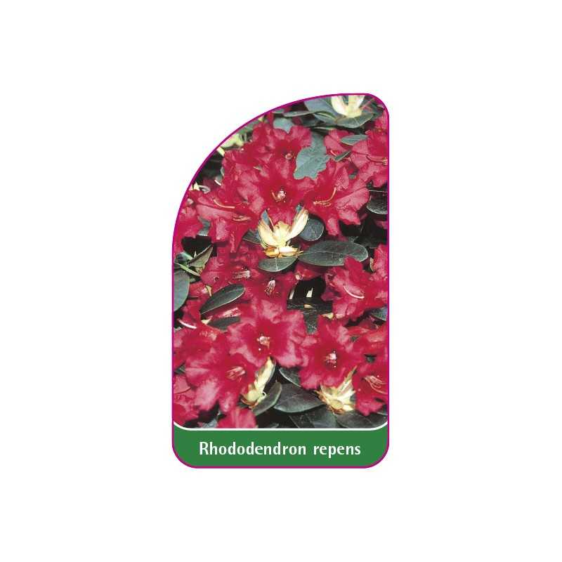 rhododendron-repens-mini1