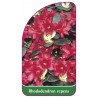 rhododendron-repens-mini1