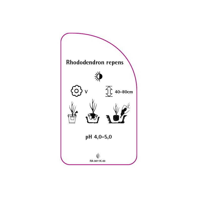 rhododendron-repens-mini0