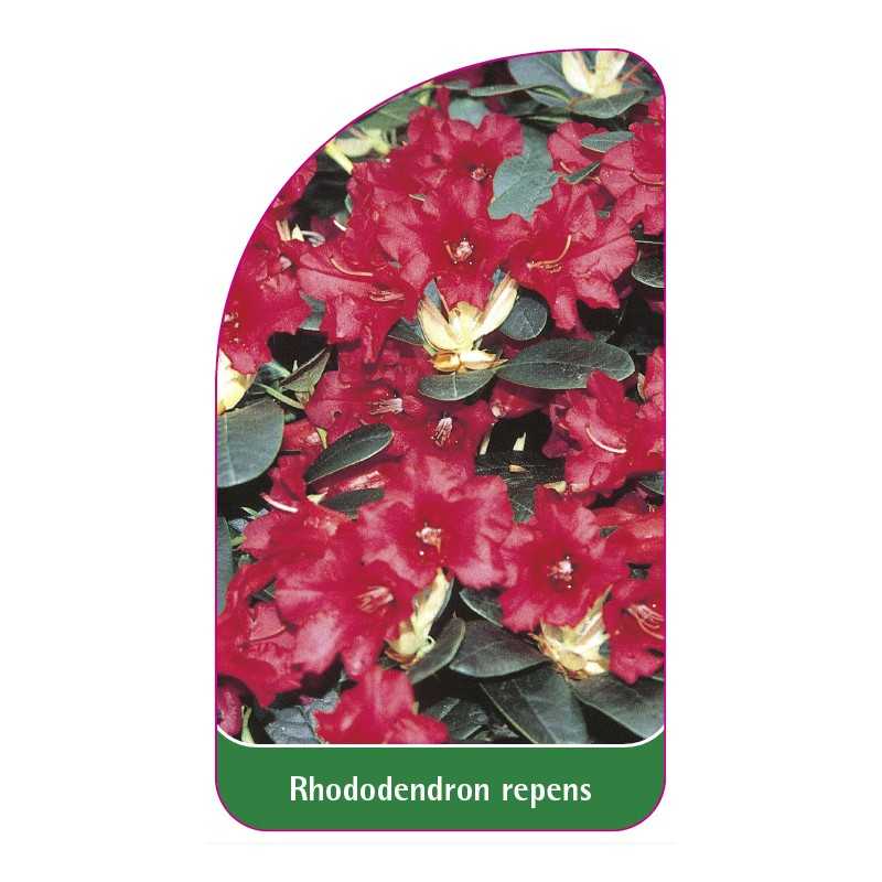 rhododendron-repens-standard1