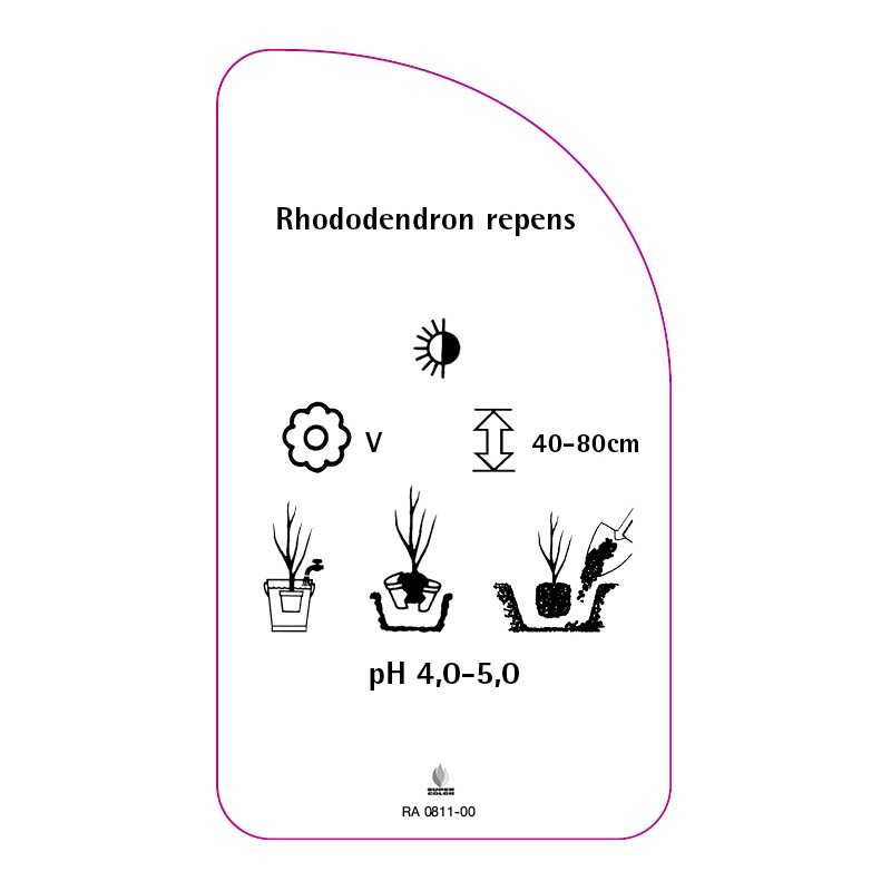 rhododendron-repens-standard0