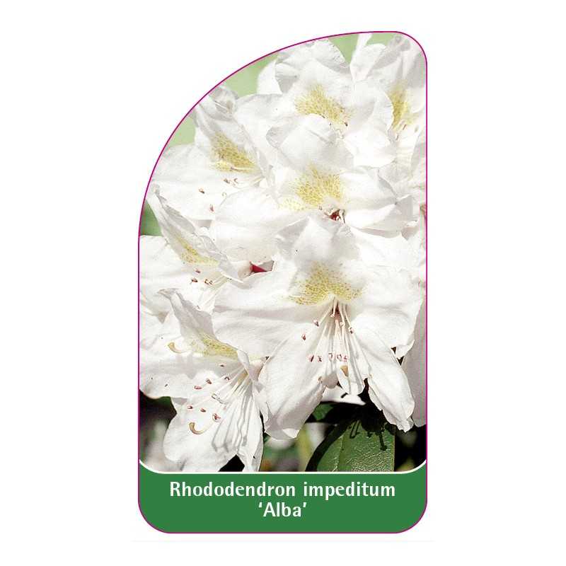 rhododendron-impeditum-alba-1