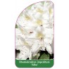 rhododendron-impeditum-alba-1