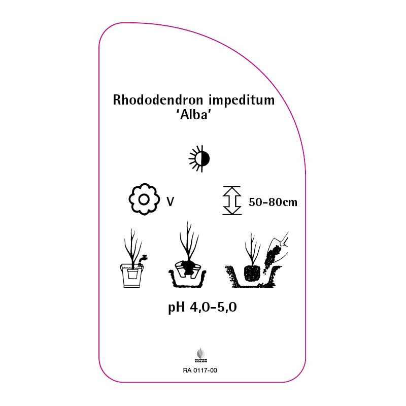 rhododendron-impeditum-alba-0