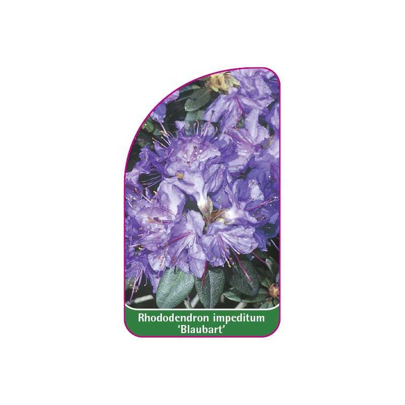 rhododendron-impeditum-blaubart-1