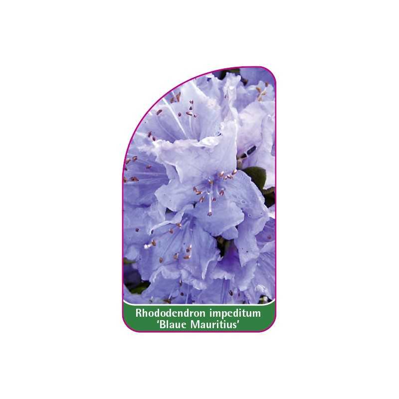 rhododendron-impeditum-blaue-mauritius-1