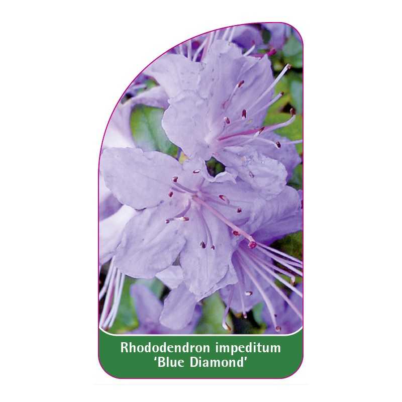 rhododendron-impeditum-blue-diamond-1
