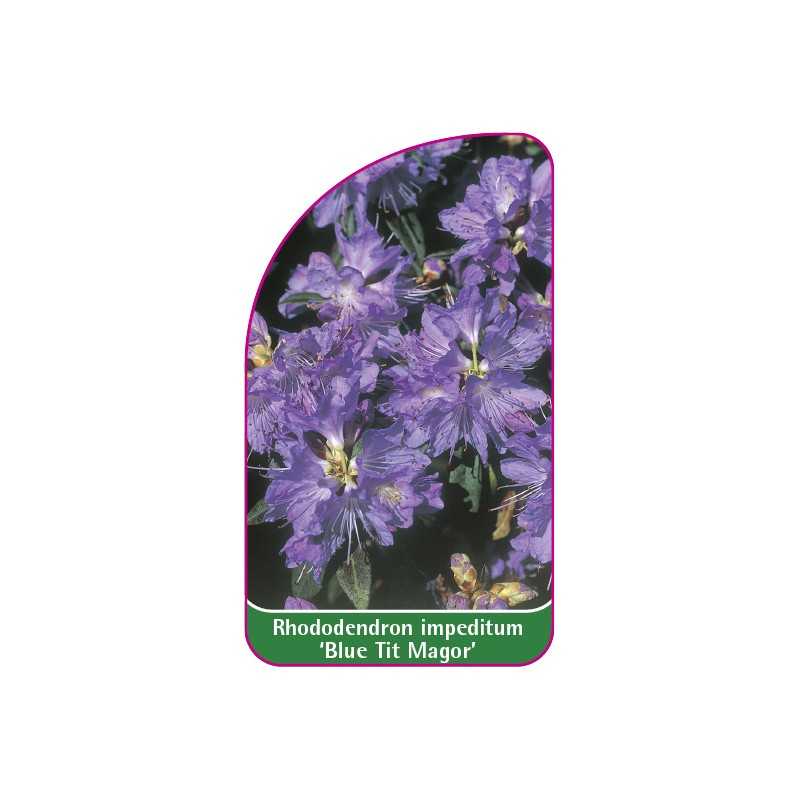 rhododendron-impeditum-blue-tit-magor-standard1