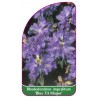 rhododendron-impeditum-blue-tit-magor-standard1